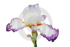 White-lilac iris with orange fringe and blue lip on petals, on green stalk, isolated white background