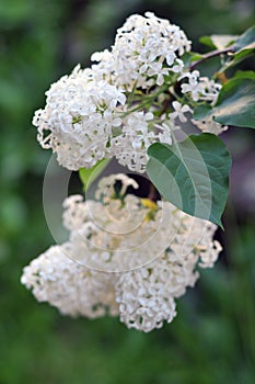 White lilac in June