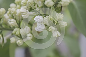 White lilac. Selective focus