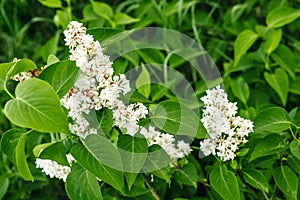 White lilac. Selective focus copy space