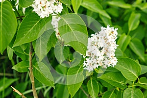 White lilac. Selective focus copy space