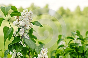 White lilac. Selective focus copy space