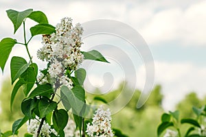 White lilac. Selective focus copy space