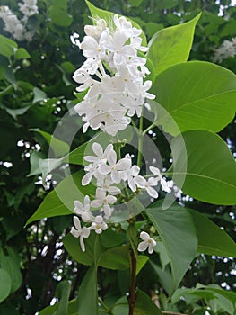 White Lilac shrub flowers blooming in spring garden. Common lilac Syringa vulgaris bush