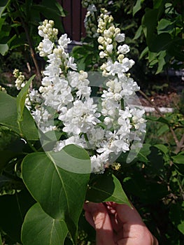 White Lilac shrub flowers blooming in spring garden. Common lilac Syringa vulgaris bush