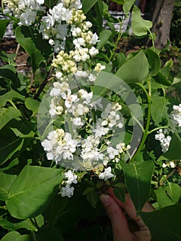 White Lilac shrub flowers blooming in spring garden. Common lilac Syringa vulgaris bush