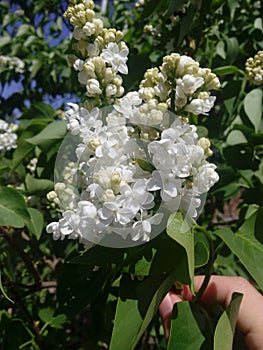 White Lilac shrub flowers blooming in spring garden. Common lilac Syringa vulgaris bush