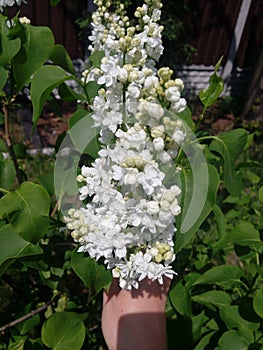 White Lilac shrub flowers blooming in spring garden. Common lilac Syringa vulgaris bush