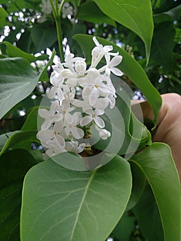 White Lilac shrub flowers blooming in spring garden. Common lilac Syringa vulgaris bush