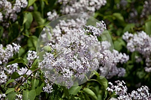 white lilac syringa flowers on soft backrgound