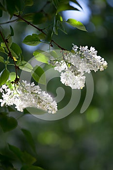 White lilac tree
