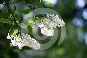 White lilac tree