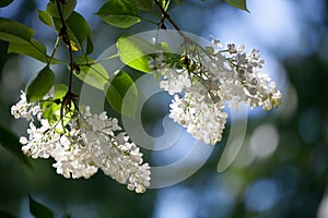 White lilac tree