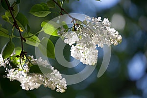 White lilac tree
