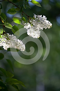 White lilac tree