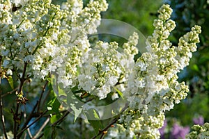 White lilac variety Monique Lemoine flowering in a garden. photo