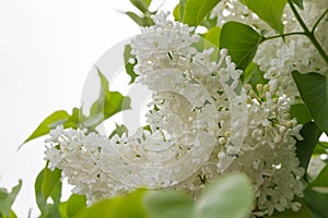 White lilacs photo