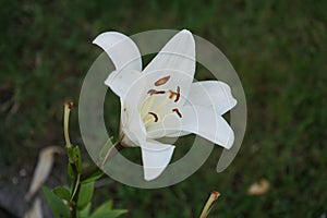 Blanco lirio en jardín. berlina alemania 