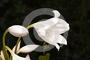 white lilies