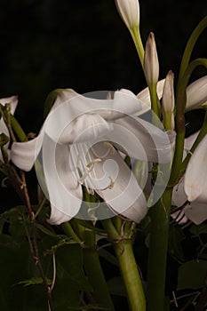 white lilies