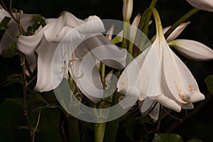 white lilies