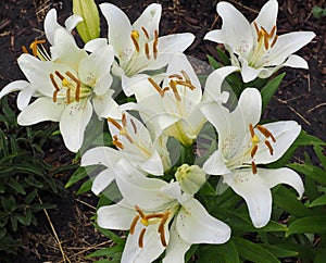 White Lilies In Bloom In Mid Summer