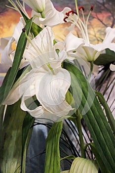 white lilies on a colored background