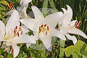 White lilies with a cream shade in the garden close-up