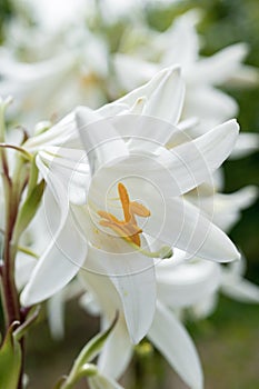 White lilies flowers close-up