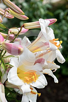 White lilies flowers in garden, closeup