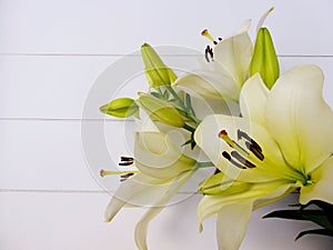 White lilies and green flower bulbs