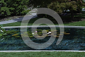 White Lilies On Green Lily Pads