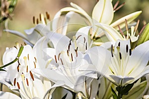 White lilies