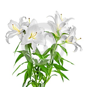 White lilies. Lily flowers. Close-up flowers isolated on white background