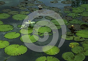 White Lilies And Pads In The Pond