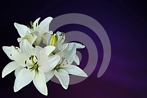 White lilies on purple background