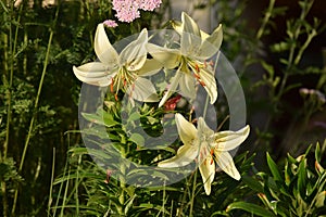 White lilies in summer garden