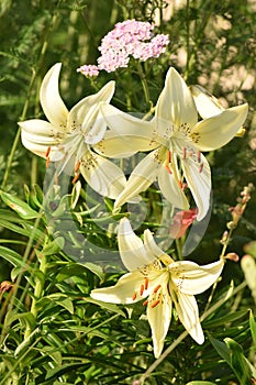 White lilies in summer garden