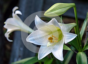 White Lilies photo