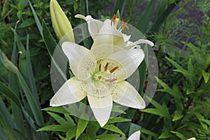White lilies washed by summer rain. Drops of water lie on delicate flower petals
