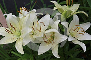 White lilies washed by summer rain. Drops of water lie on delicate flower petals