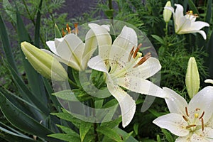 White lilies washed by summer rain. Drops of water lie on delicate flower petals