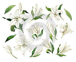 White lilies watercolor clipart set photo