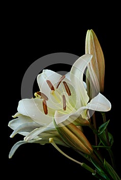 White Lilium flower on black background