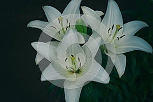 White lilium flower, Lilieae. Bouquet of three white Lilium