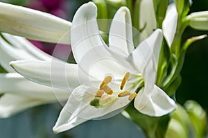 White Lilium flower (members of which are true lilies)