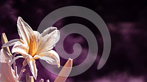 White lilium flower on purple background