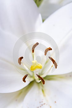 White lilium lily flowers, symbol of love and innocence