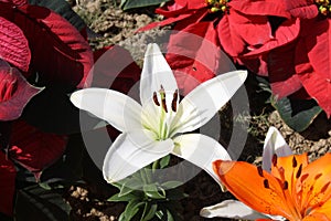 White Lilium \'Navona\' (Lilium auratum) flowers with crimson anthers : (pix Sanjiv Shukla)