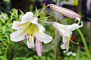 White Lilium regale closeup